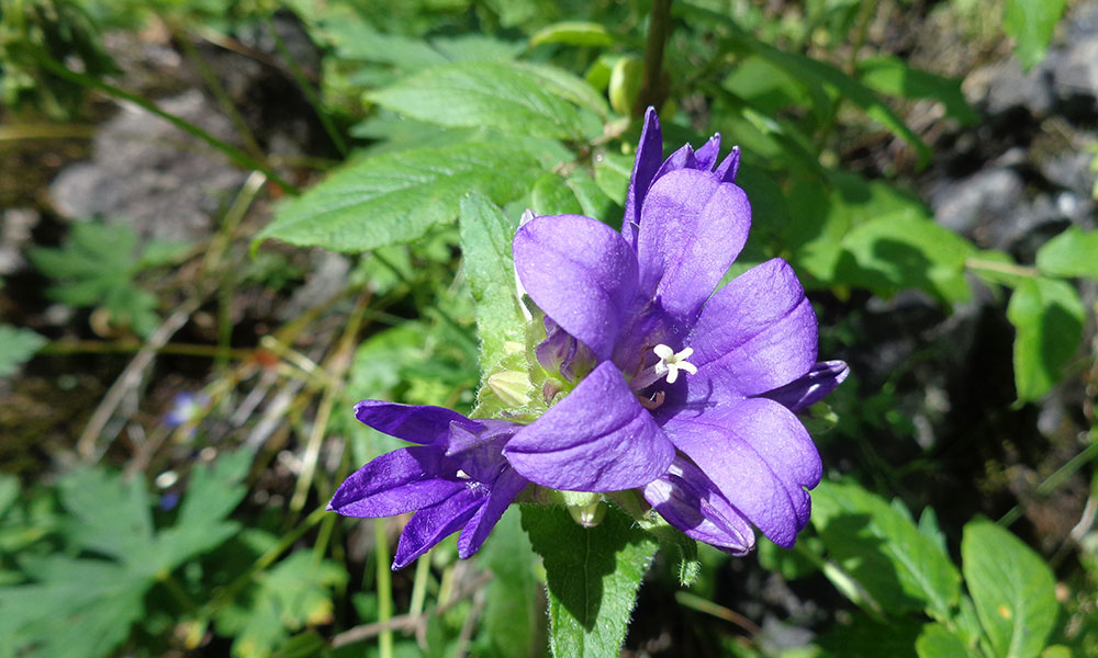 trek kirghizistan, vtt kirghizistan, trekking kirghizistan, ski kirghizistan, monts célestes kirghizistan, trek kirghizie, séjour kirghizistan, velo kirghizistan, ski de randonnée kirghizistan, trek au kirghizistan, trekking kirghizie, rando à cheval kirghizistan, trek à cheval kirghizistan, randonnée kirghizistan, kirghizistan à vélo, vtt ouzbékistan, voyage ouzbékistan, randonnée tadjikistan, kirghizistan trek, randonnée asie centrale, les monts célestes, voyage au kirghizistan, voyage kirghizie, voyage kirghizistan, kirghizistan voyage, agence de voyage kirghizistan, agence de trek kirghizistan