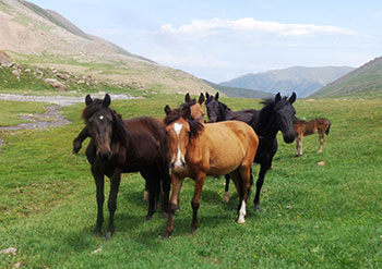 Randonnée au Kirghizistan, voyage Kirghizistan, séjour Kirghizistan, randonnée à pied kirghizistan, trek kirghizistan, trek Kirghizie, randonnée kirghizistan, agence de trek kirghizistan, trek kirghizistan, vtt kirghizistan, trekking kirghizistan, ski kirghizistan, monts célestes kirghizistan, trek kirghizie, séjour kirghizistan, velo kirghizistan, ski de randonnée kirghizistan, trek au kirghizistan, trekking kirghizie, rando à cheval kirghizistan, trek à cheval kirghizistan, randonnée kirghizistan, kirghizistan à vélo, vtt ouzbékistan, voyage ouzbékistan, randonnée tadjikistan, kirghizistan trek, randonnée asie centrale, les monts célestes, voyage au kirghizistan, voyage kirghizie, voyage kirghizistan, kirghizistan voyage