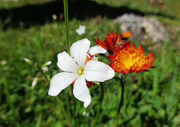 Voyage au Kirghizistan, trek, radnonnée, vélo, ski de randonnée