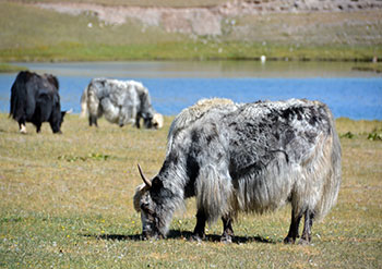 Randonnée au Kirghizistan, voyage Kirghizistan, séjour Kirghizistan, randonnée à pied kirghizistan, trek kirghizistan, trek Kirghizie, randonnée kirghizistan, agence de trek kirghizistan, trek kirghizistan, vtt kirghizistan, trekking kirghizistan, ski kirghizistan, monts célestes kirghizistan, trek kirghizie, séjour kirghizistan, velo kirghizistan, ski de randonnée kirghizistan, trek au kirghizistan, trekking kirghizie, rando à cheval kirghizistan, trek à cheval kirghizistan, randonnée kirghizistan, kirghizistan à vélo, vtt ouzbékistan, voyage ouzbékistan, randonnée tadjikistan, kirghizistan trek, randonnée asie centrale, les monts célestes, voyage au kirghizistan, voyage kirghizie, voyage kirghizistan, kirghizistan voyage