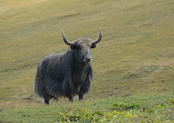 trek kirghizistan, vtt kirghizistan, trekking kirghizistan, ski kirghizistan, monts célestes kirghizistan, trek kirghizie, séjour kirghizistan, velo kirghizistan, ski de randonnée kirghizistan, trek au kirghizistan, trekking kirghizie, rando à cheval kirghizistan, trek à cheval kirghizistan, randonnée kirghizistan, kirghizistan à vélo, vtt ouzbékistan, voyage ouzbékistan, randonnée tadjikistan, kirghizistan trek, randonnée asie centrale, les monts célestes, voyage au kirghizistan, voyage kirghizie, voyage kirghizistan, kirghizistan voyage