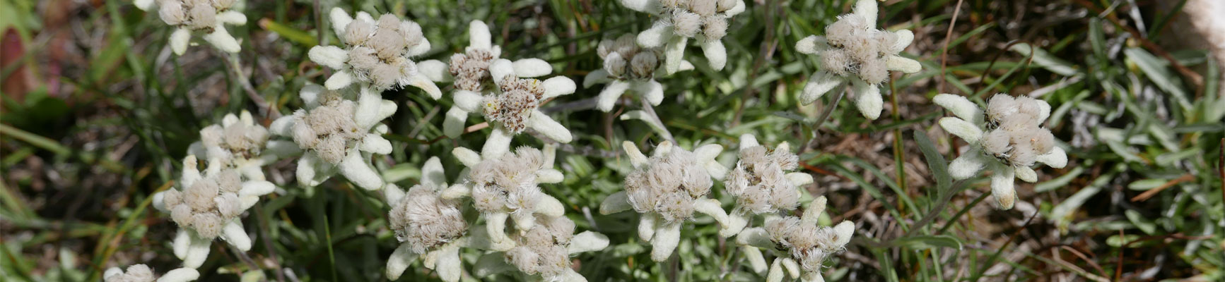 Randonnée au Kirghizistan, voyage Kirghizistan, séjour Kirghizistan, randonnée à pied kirghizistan, trek kirghizistan, trek Kirghizie, randonnée kirghizistan, agence de trek kirghizistan, trek kirghizistan, vtt kirghizistan, trekking kirghizistan, ski kirghizistan, monts célestes kirghizistan, trek kirghizie, séjour kirghizistan, velo kirghizistan, ski de randonnée kirghizistan, trek au kirghizistan, trekking kirghizie, rando à cheval kirghizistan, trek à cheval kirghizistan, randonnée kirghizistan, kirghizistan à vélo, vtt ouzbékistan, voyage ouzbékistan, randonnée tadjikistan, kirghizistan trek, randonnée asie centrale, les monts célestes, voyage au kirghizistan, voyage kirghizie, voyage kirghizistan, kirghizistan voyage