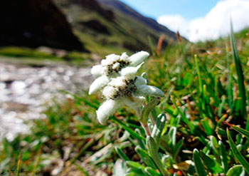 trek kirghizistan, vtt kirghizistan, trekking kirghizistan, ski kirghizistan, monts célestes kirghizistan, trek kirghizie, séjour kirghizistan, velo kirghizistan, ski de randonnée kirghizistan, trek au kirghizistan, trekking kirghizie, rando à cheval kirghizistan, trek à cheval kirghizistan, randonnée kirghizistan, kirghizistan à vélo, vtt ouzbékistan, voyage ouzbékistan, randonnée tadjikistan, kirghizistan trek, randonnée asie centrale, les monts célestes, voyage au kirghizistan, voyage kirghizie, voyage kirghizistan, kirghizistan voyage, agence de voyage kirghizistan, agence de trek kirghizistan, monts celestes trekking kirghizistan, blog kirghizistan, kirghizistan carte, multi activité kirghizistan, multi activité kirghizie