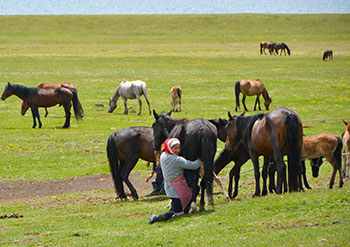 trek kirghizistan, vtt kirghizistan, trekking kirghizistan, ski kirghizistan, monts célestes kirghizistan, trek kirghizie, séjour kirghizistan, velo kirghizistan, ski de randonnée kirghizistan, trek au kirghizistan, trekking kirghizie, rando à cheval kirghizistan, trek à cheval kirghizistan, randonnée kirghizistan, kirghizistan à vélo, vtt ouzbékistan, voyage ouzbékistan, randonnée tadjikistan, kirghizistan trek, randonnée asie centrale, les monts célestes, voyage au kirghizistan, voyage kirghizie, voyage kirghizistan, kirghizistan voyage, agence de voyage kirghizistan, agence de trek kirghizistan, monts celestes trekking kirghizistan, blog kirghizistan, kirghizistan carte, multi activité kirghizistan, multi activité kirghizie
